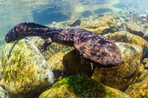 salamandra gegant japonesa